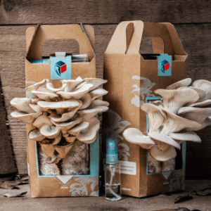 Custom Mushroom Boxes